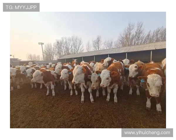 尊龙凯时官方下载入口官方推荐的最佳登录方式及使用注意事项